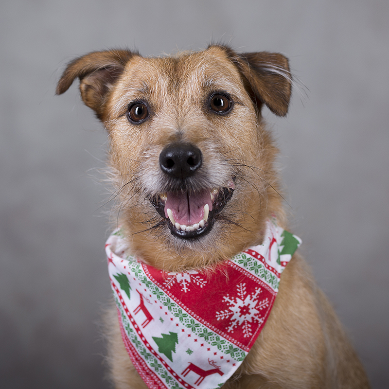 Portrait of a terrier wearing a bandana