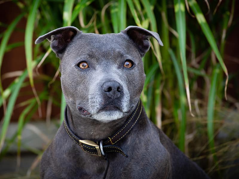 Portrait of a grey dog sitting in front of some green plants.