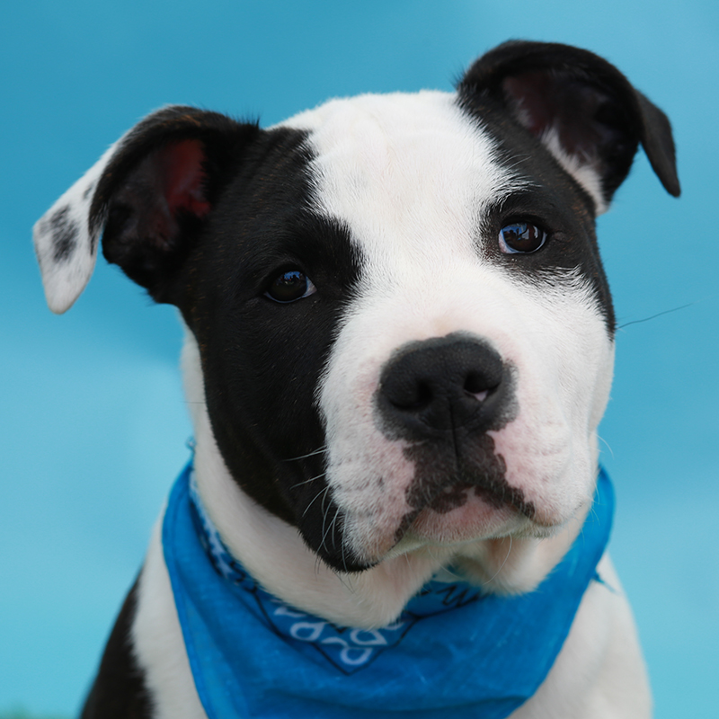 Portrait of a black and white dog