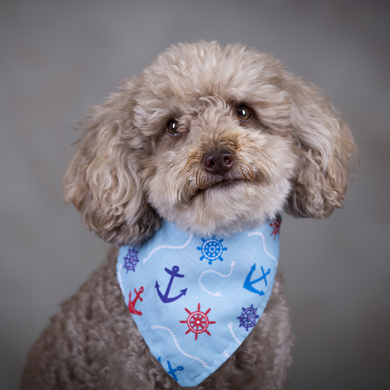 Photo of a Poodle with a blue neck scarf