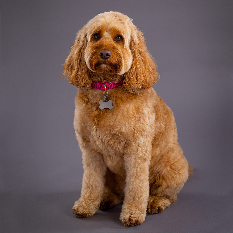 Portrait of a golden Cockerpoo