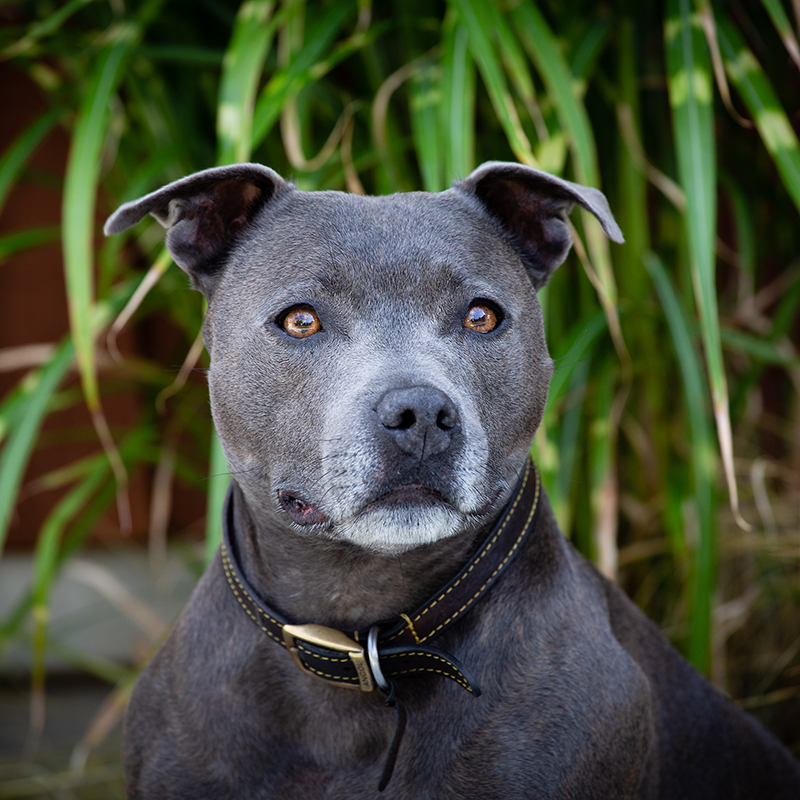 Portrait of a grey dog against green foliage