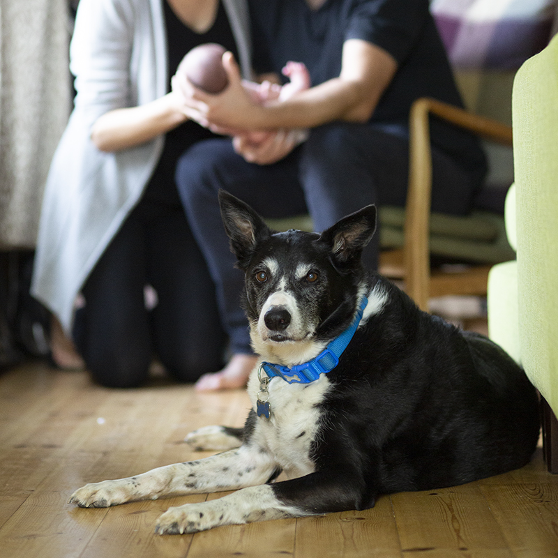 Portrait of a dog in the foreground and couple in the background