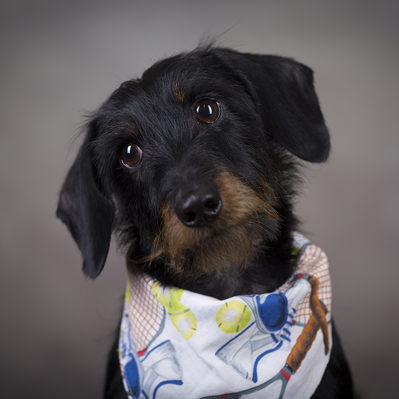 Portrait of a small black and brown dog