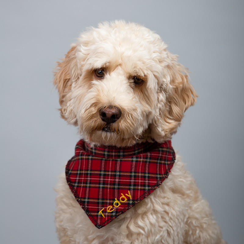 Portrait of a white Cockerpoo